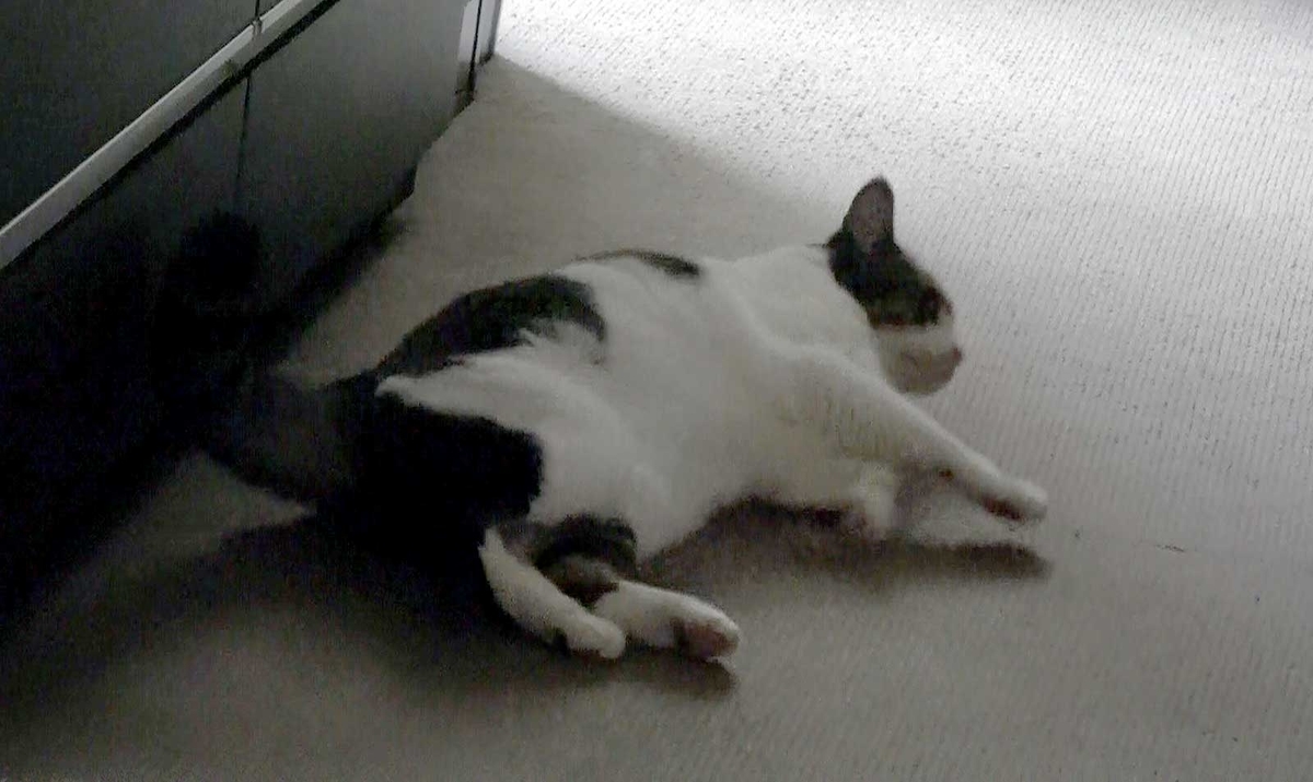 f:id:miemieization:20190721175529j:plain f:id:miemieization:20190721175529j:plain