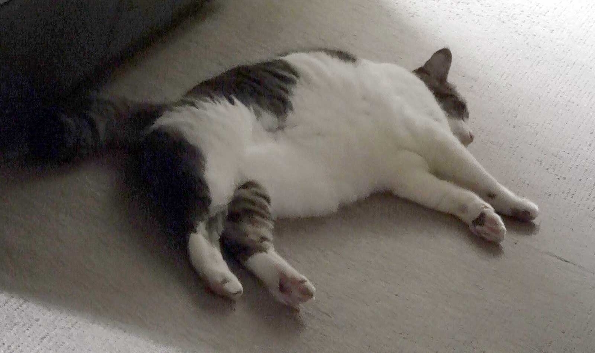 f:id:miemieization:20190721175729j:plain f:id:miemieization:20190721175729j:plain