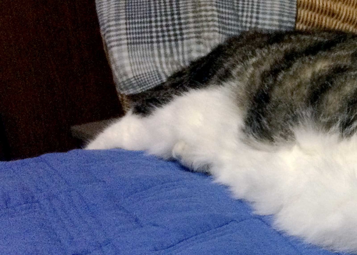 f:id:miemieization:20190727205059j:plain