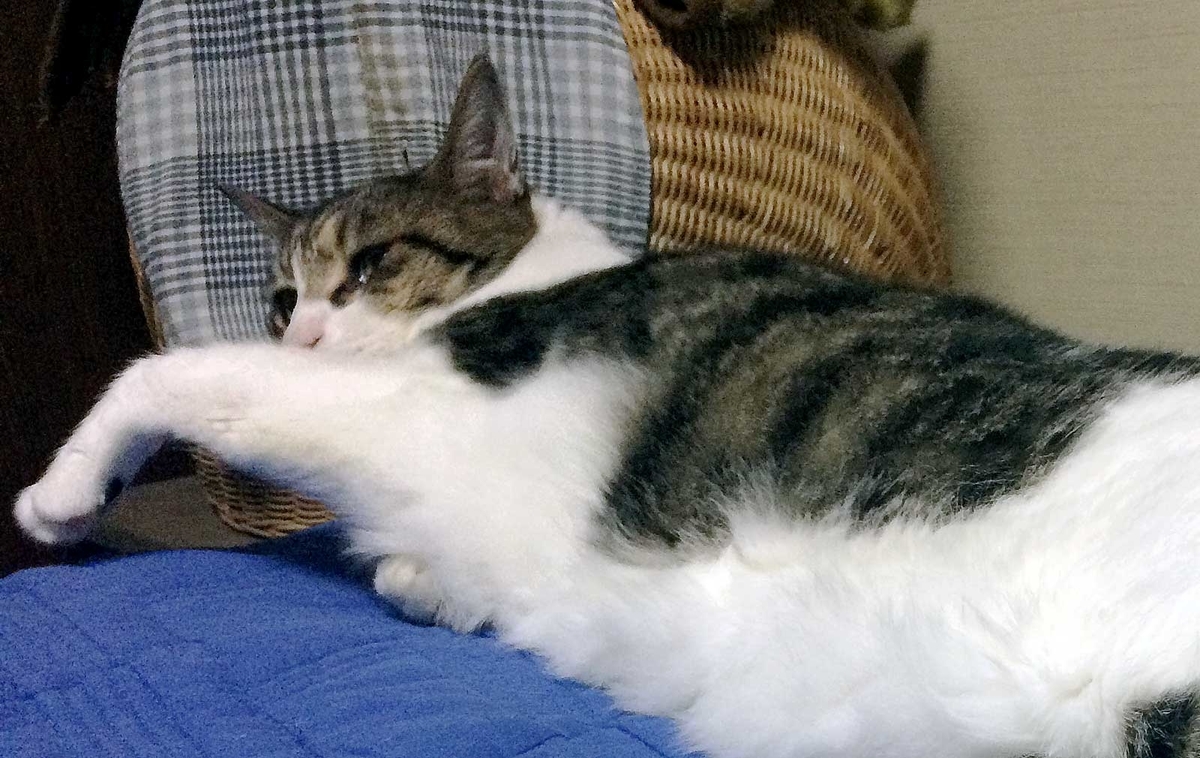 f:id:miemieization:20190727205238j:plain