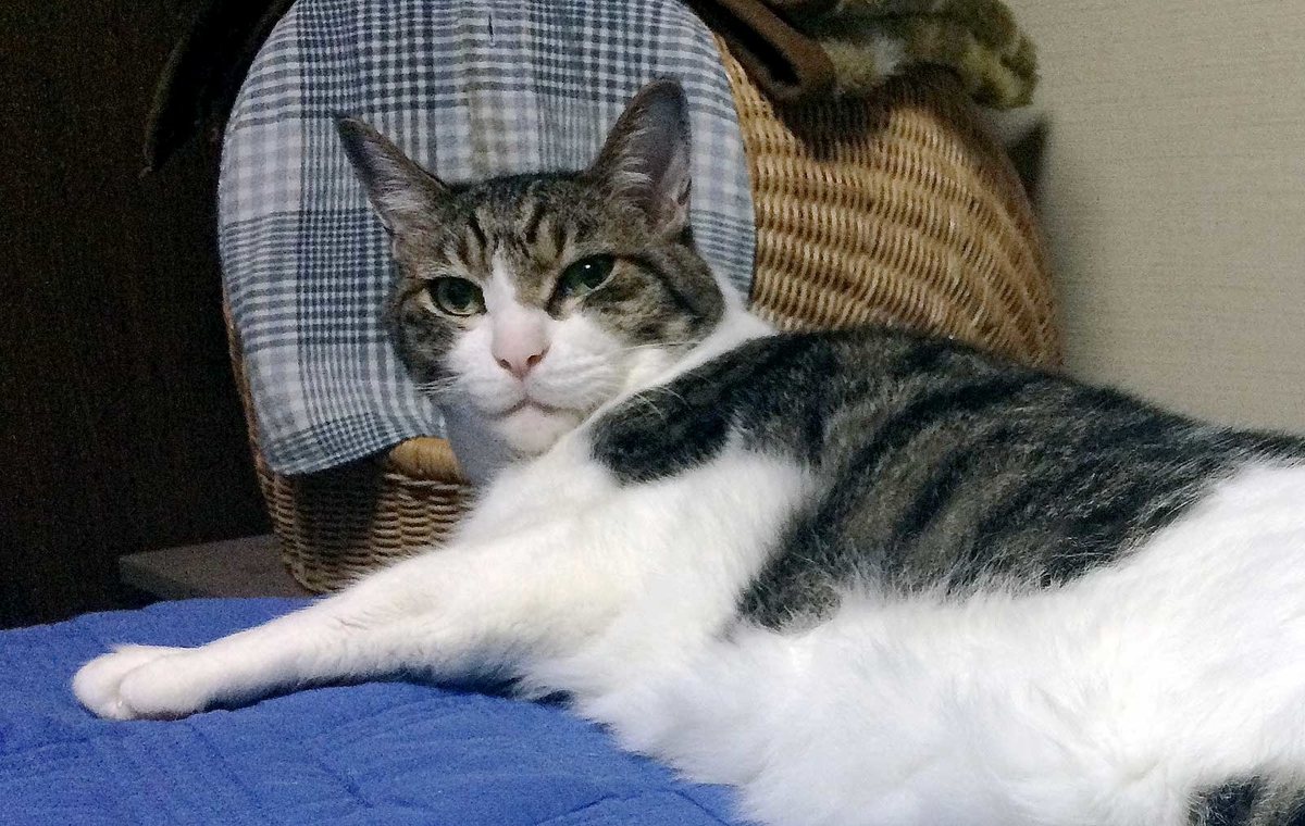 f:id:miemieization:20190727205259j:plain