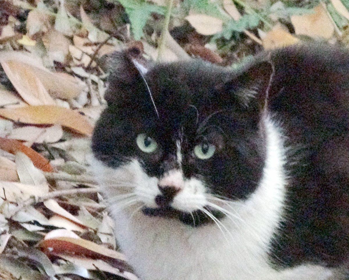 f:id:miemieization:20190910155225j:plain