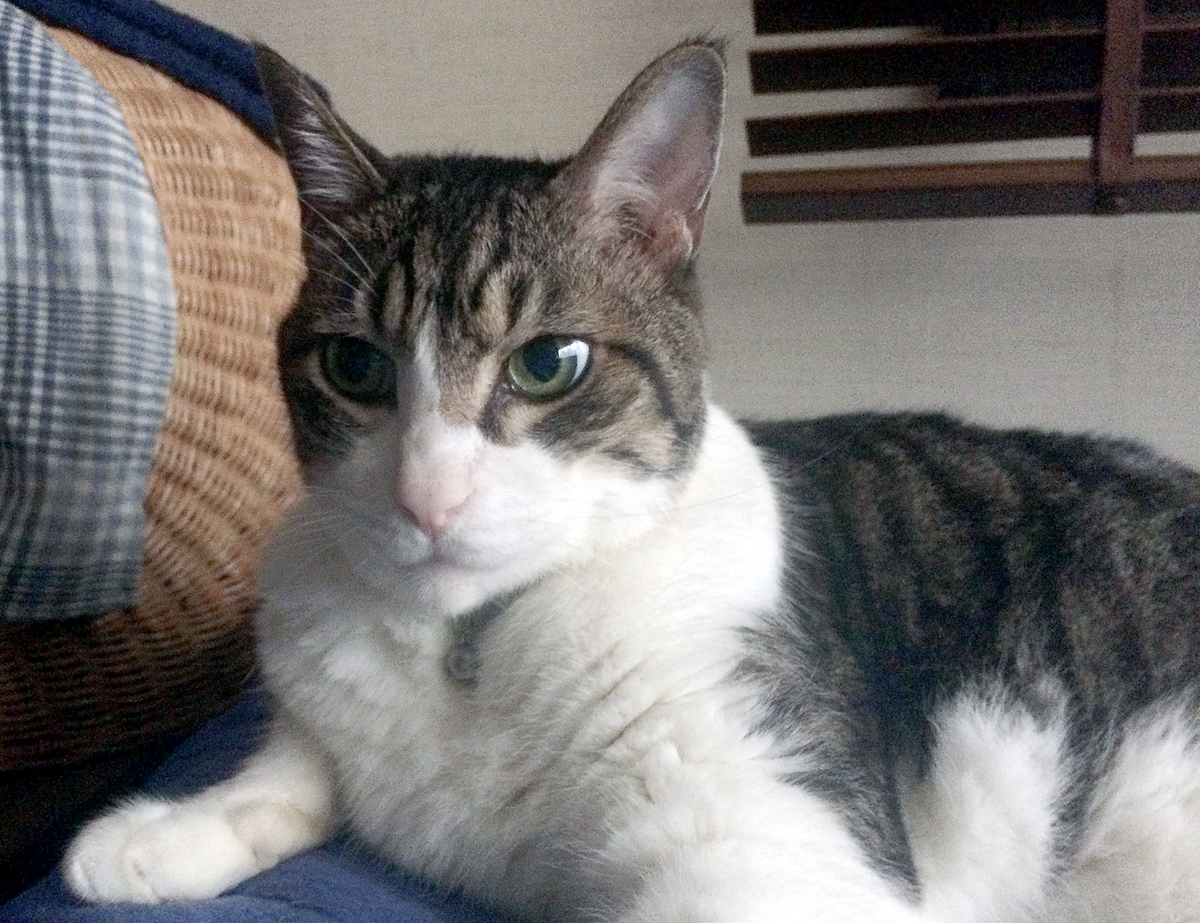 f:id:miemieization:20190910155448j:plain