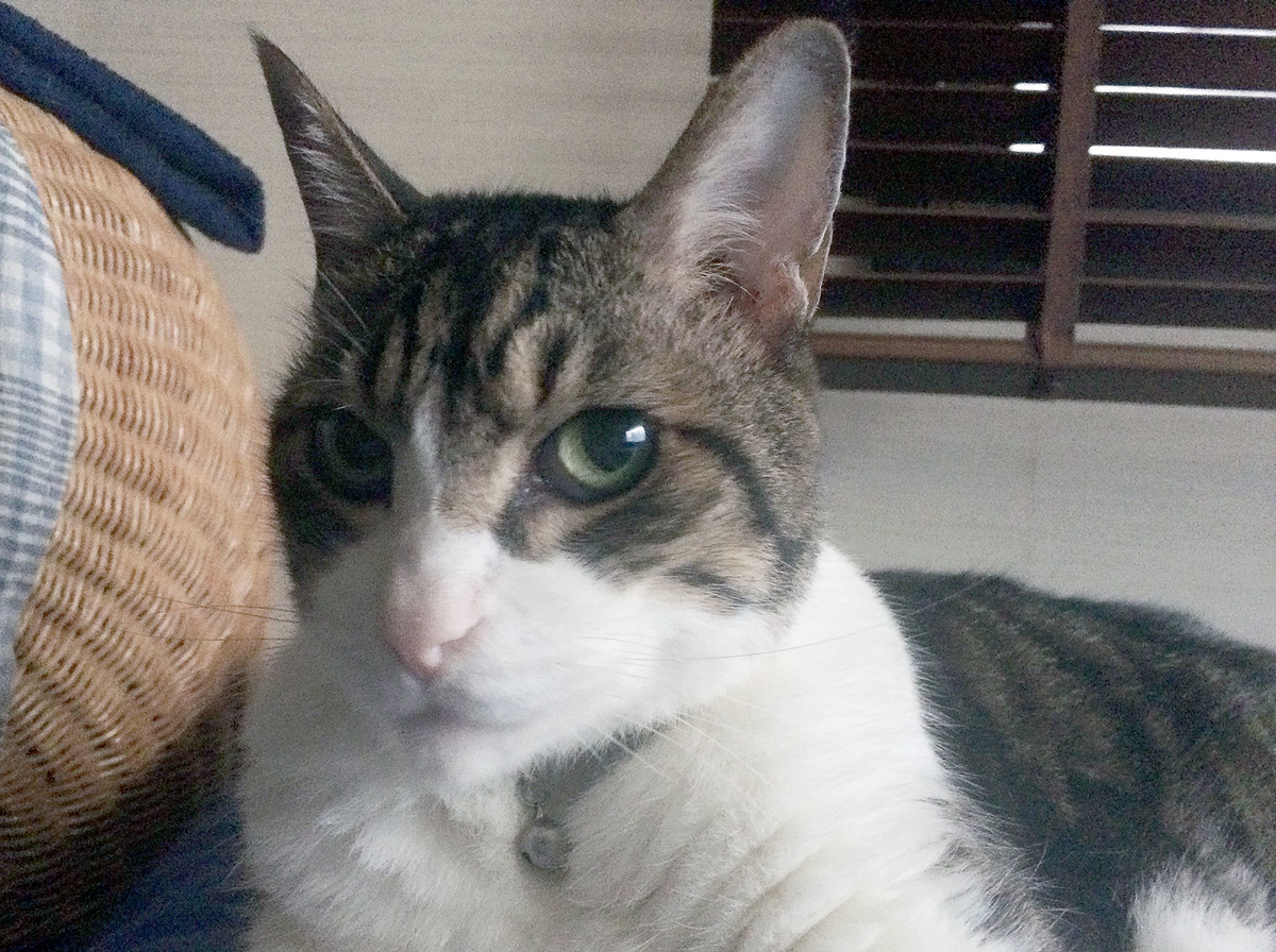 f:id:miemieization:20190910155542j:plain