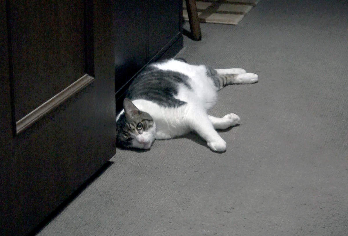 f:id:miemieization:20190918204224j:plain f:id:miemieization:20190918204224j:plain