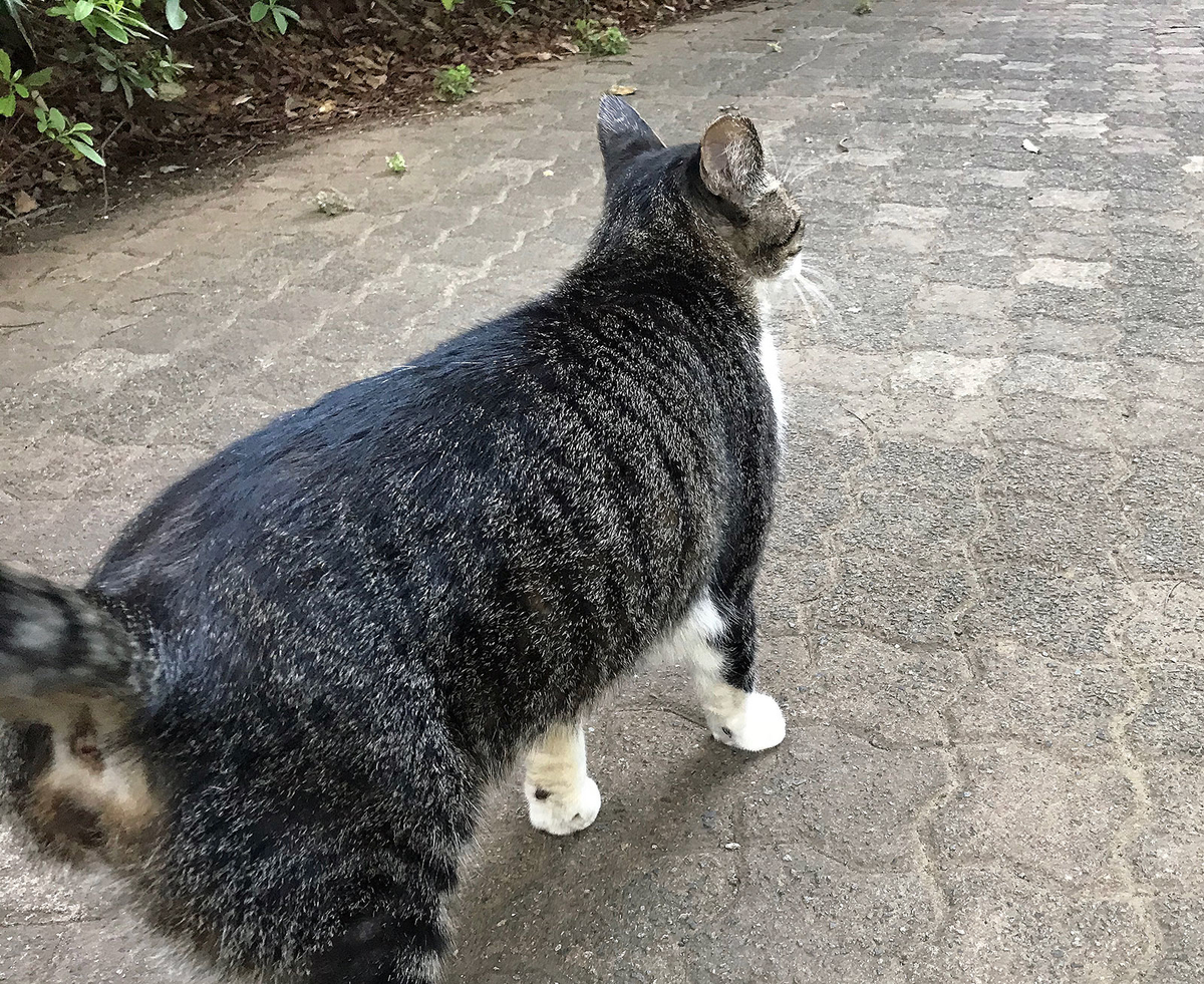 f:id:miemieization:20190928190245j:plain