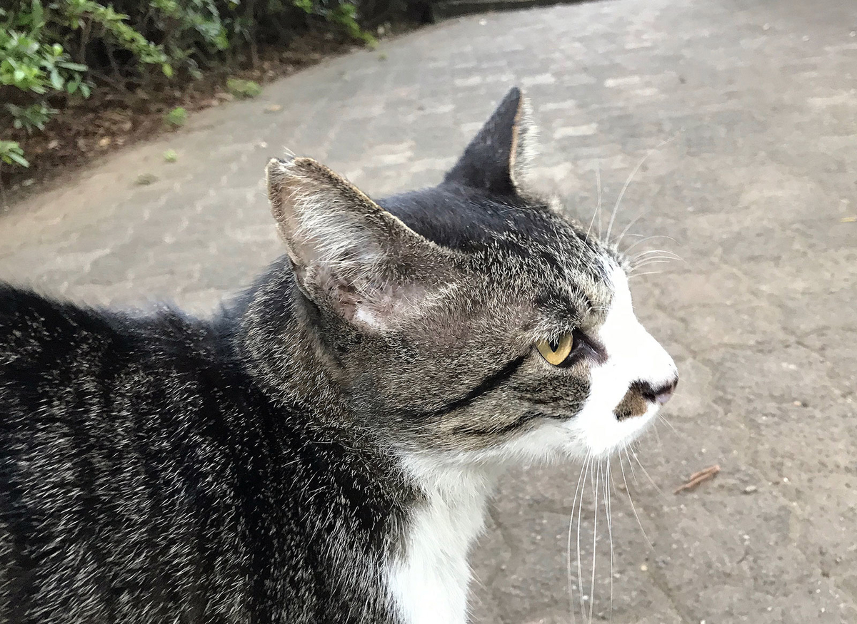 f:id:miemieization:20190928190329j:plain