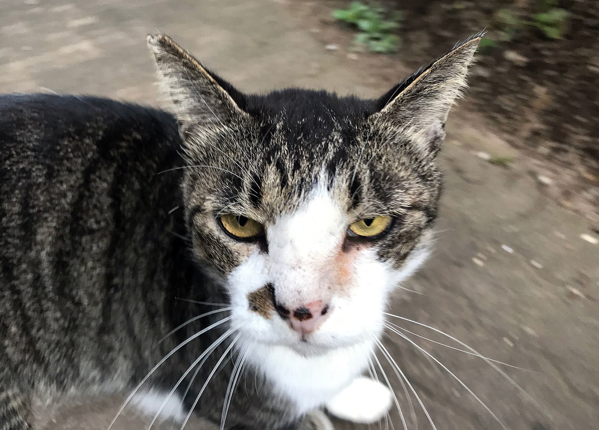 f:id:miemieization:20190928190402j:plain