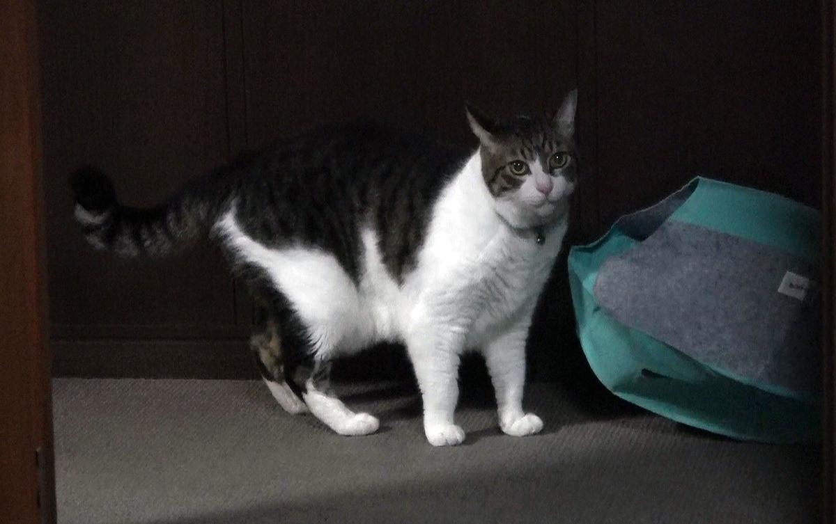 f:id:miemieization:20191012184207j:plain