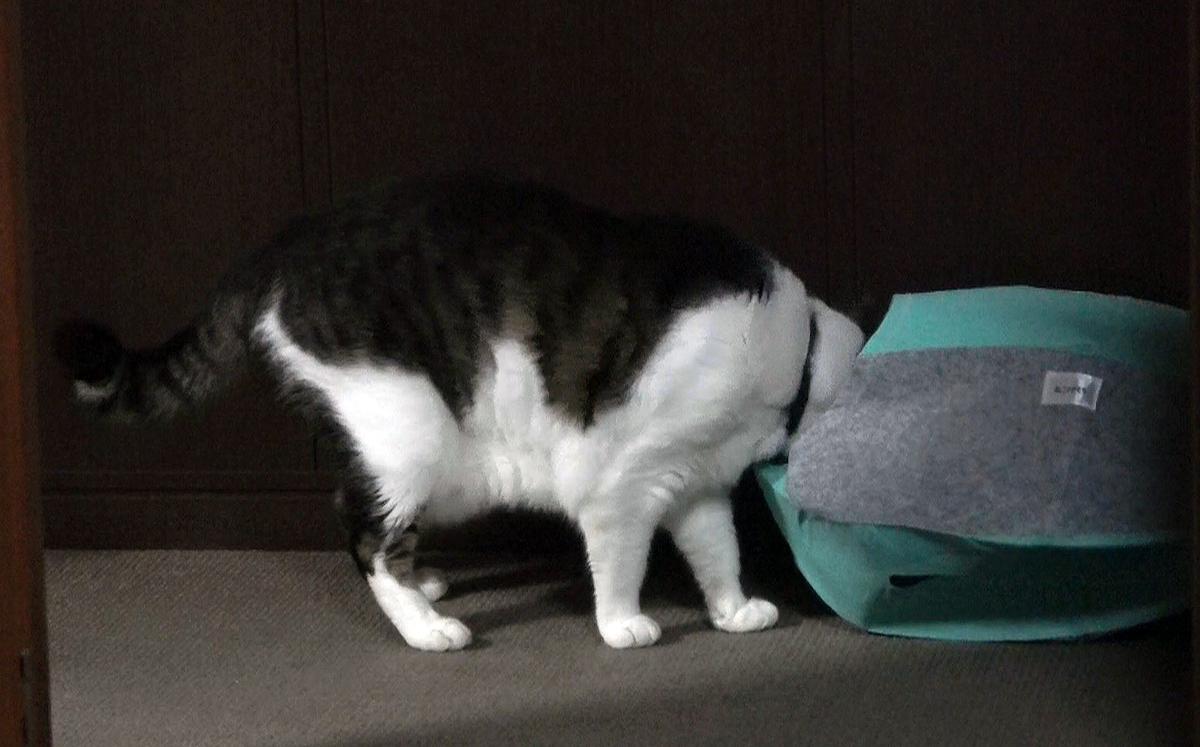 f:id:miemieization:20191012184303j:plain