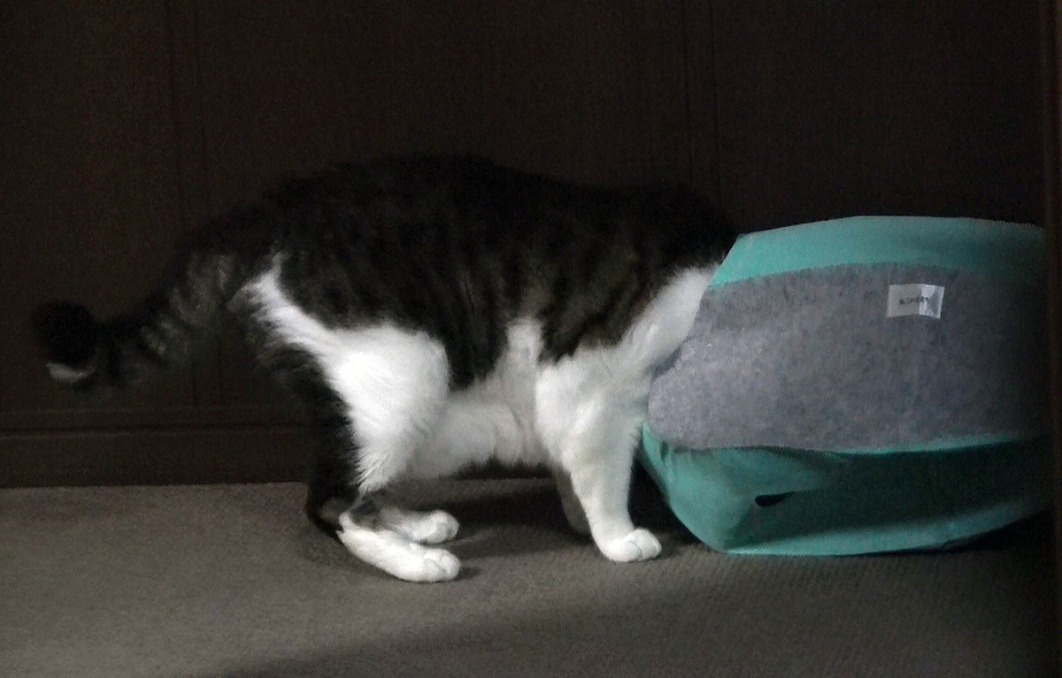 f:id:miemieization:20191012184438j:plain