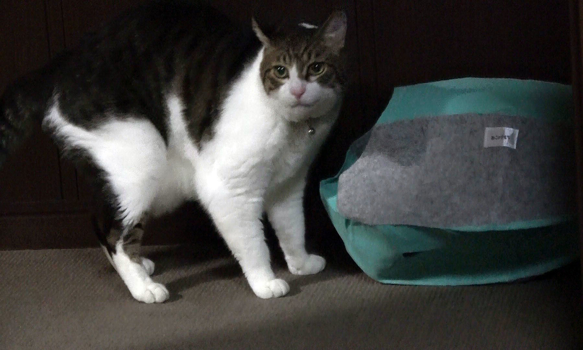 f:id:miemieization:20191012184459j:plain