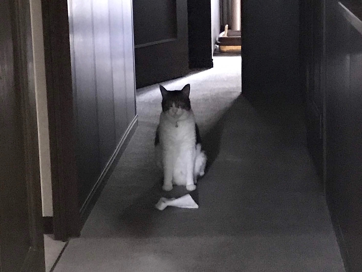f:id:miemieization:20191015203759j:plain