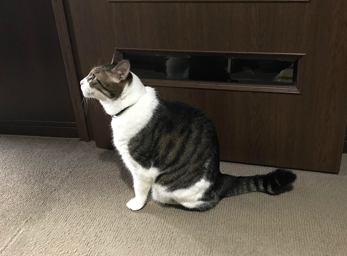 f:id:miemieization:20191015204214j:plain