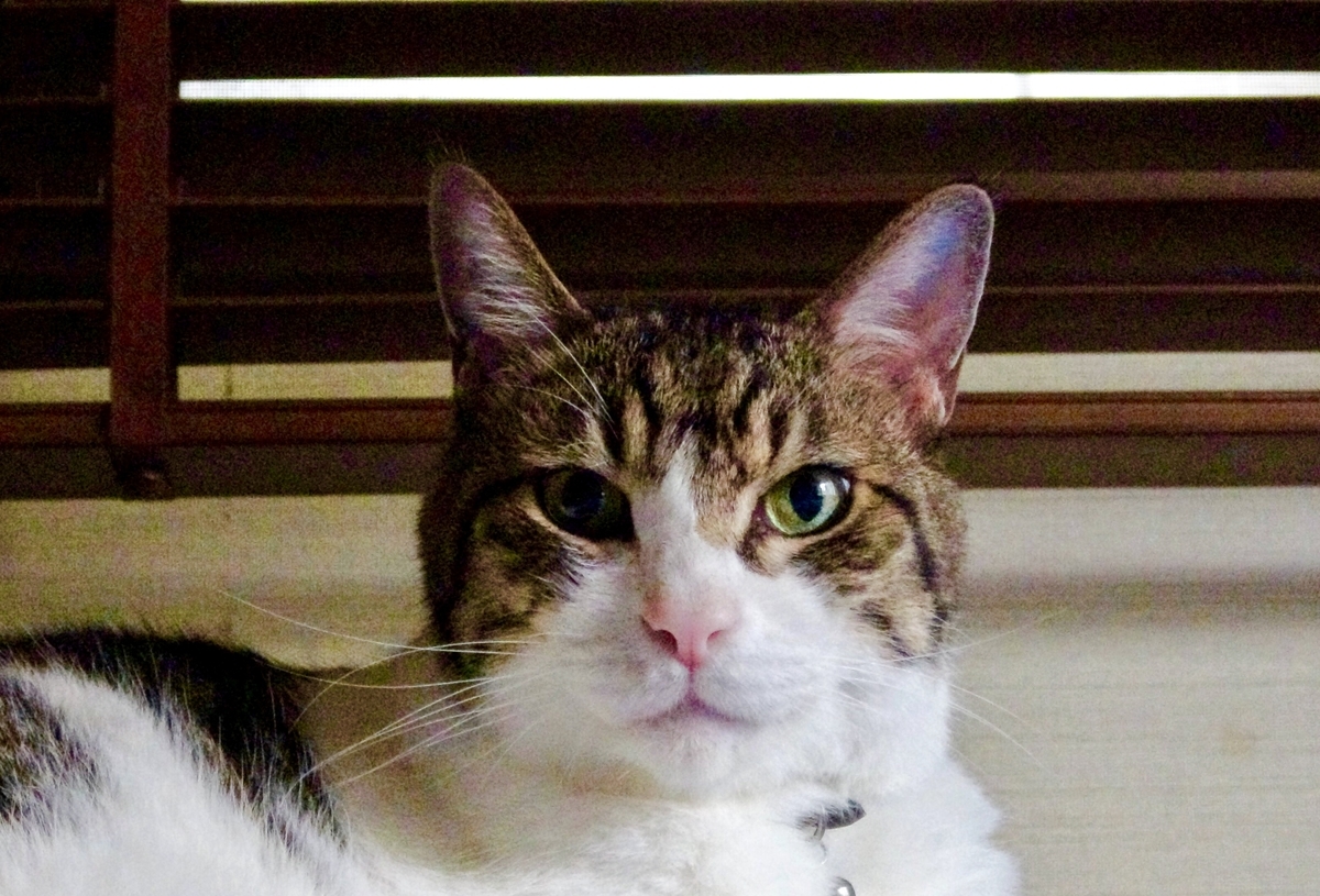 f:id:miemieization:20191025181730j:plain f:id:miemieization:20191025181730j:plain