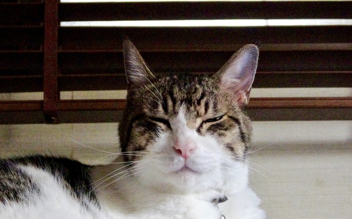 f:id:miemieization:20191025181958j:plain f:id:miemieization:20191025181958j:plain
