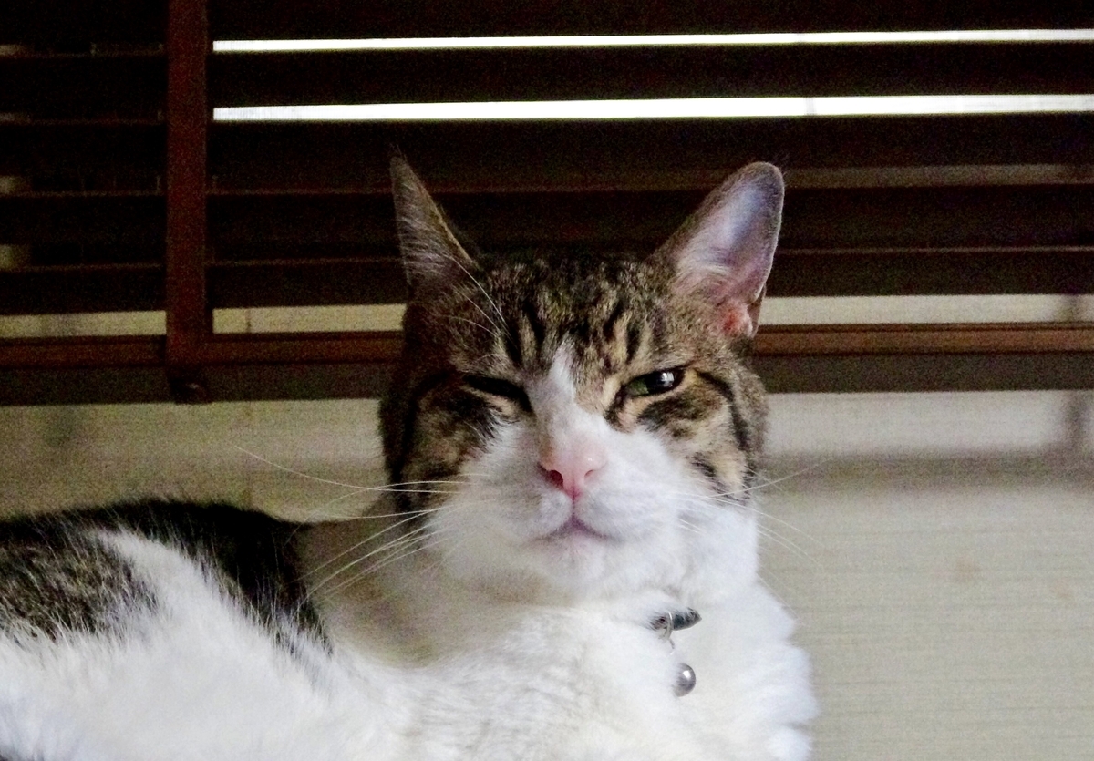 f:id:miemieization:20191025182138j:plain f:id:miemieization:20191025182138j:plain