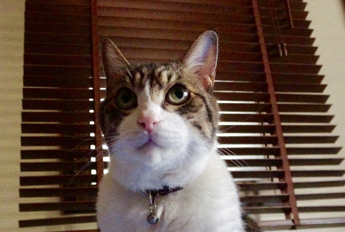 f:id:miemieization:20191025182357j:plain f:id:miemieization:20191025182357j:plain