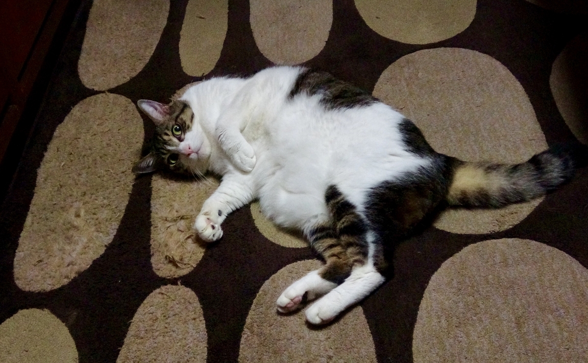 f:id:miemieization:20191029184317j:plain