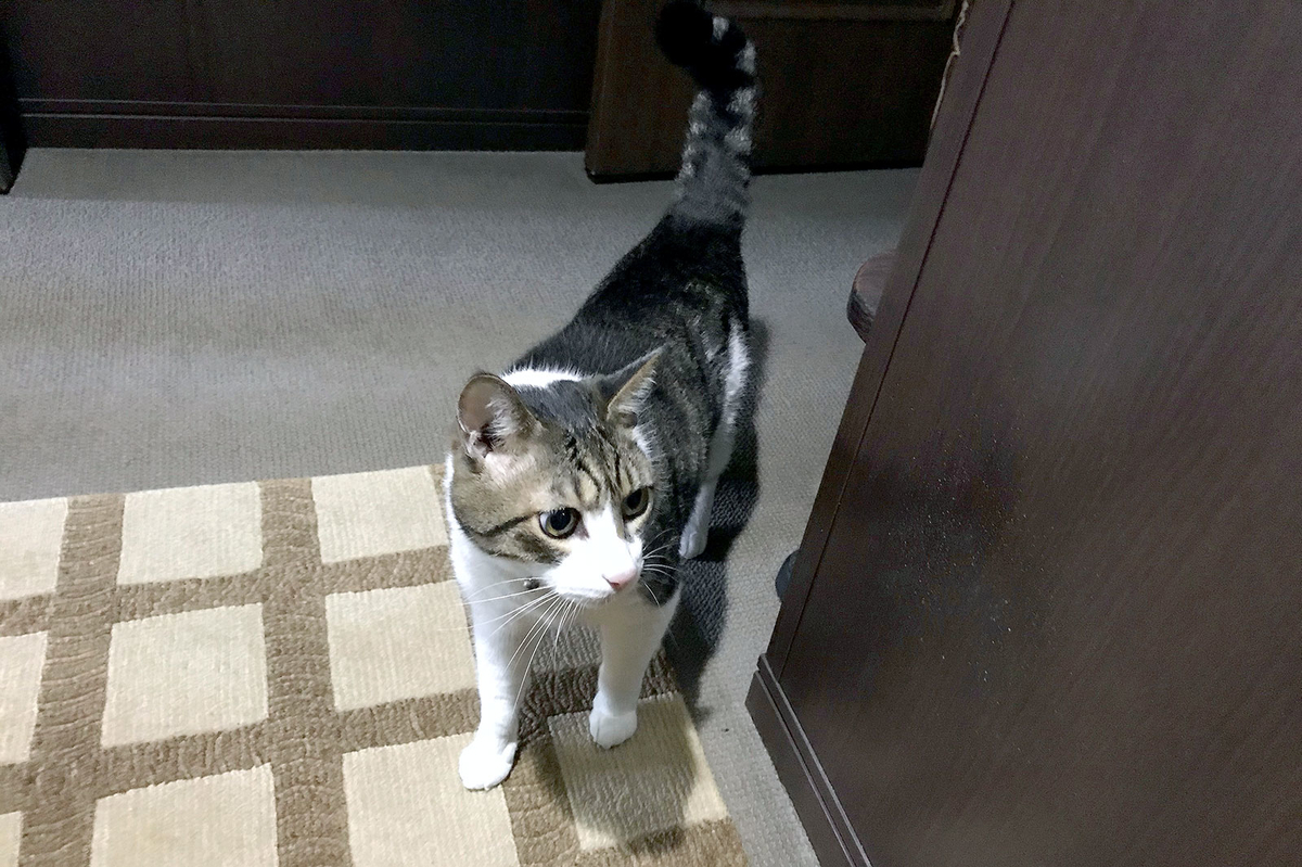 f:id:miemieization:20191101180532j:plain