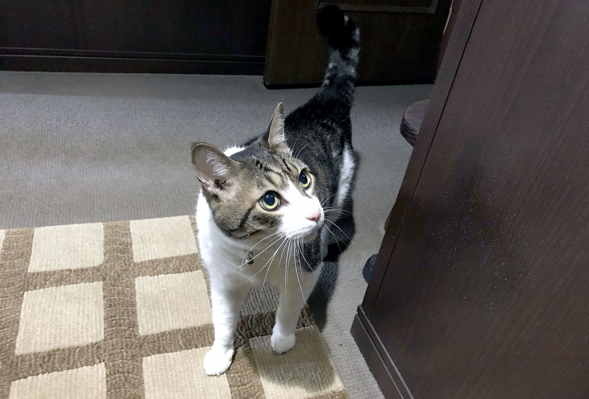 f:id:miemieization:20191101180659j:plain