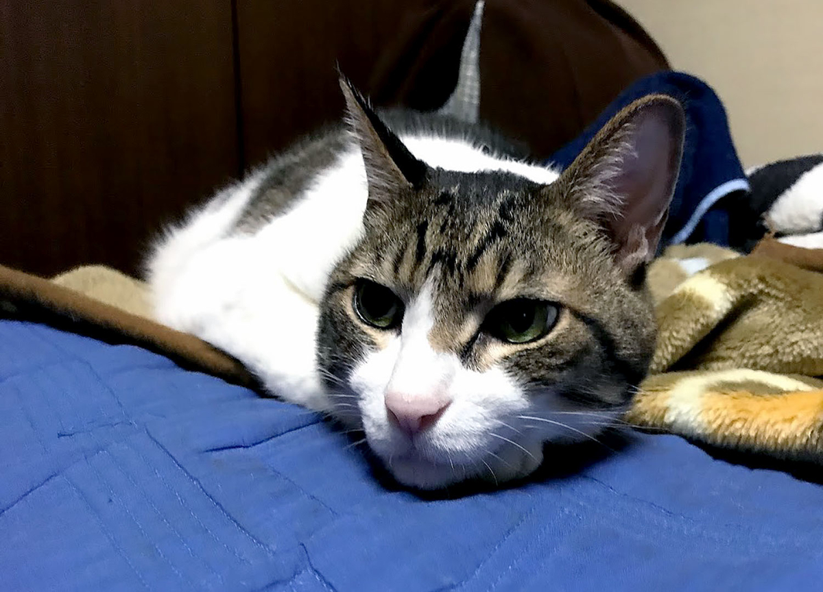f:id:miemieization:20191102183506j:plain