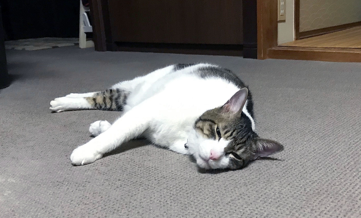 f:id:miemieization:20191103175338j:plain