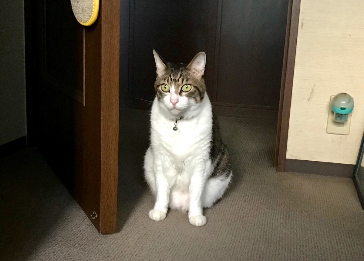 f:id:miemieization:20191104135012j:plain