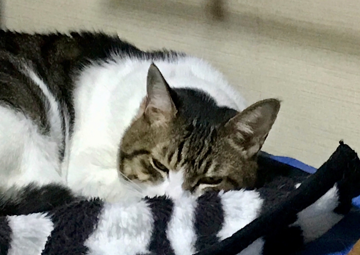f:id:miemieization:20191104135249j:plain