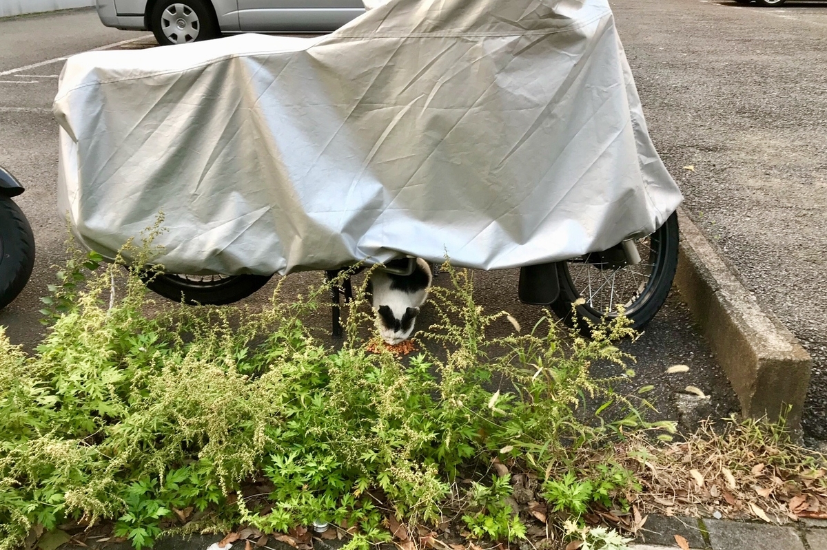 f:id:miemieization:20191110164330j:plain