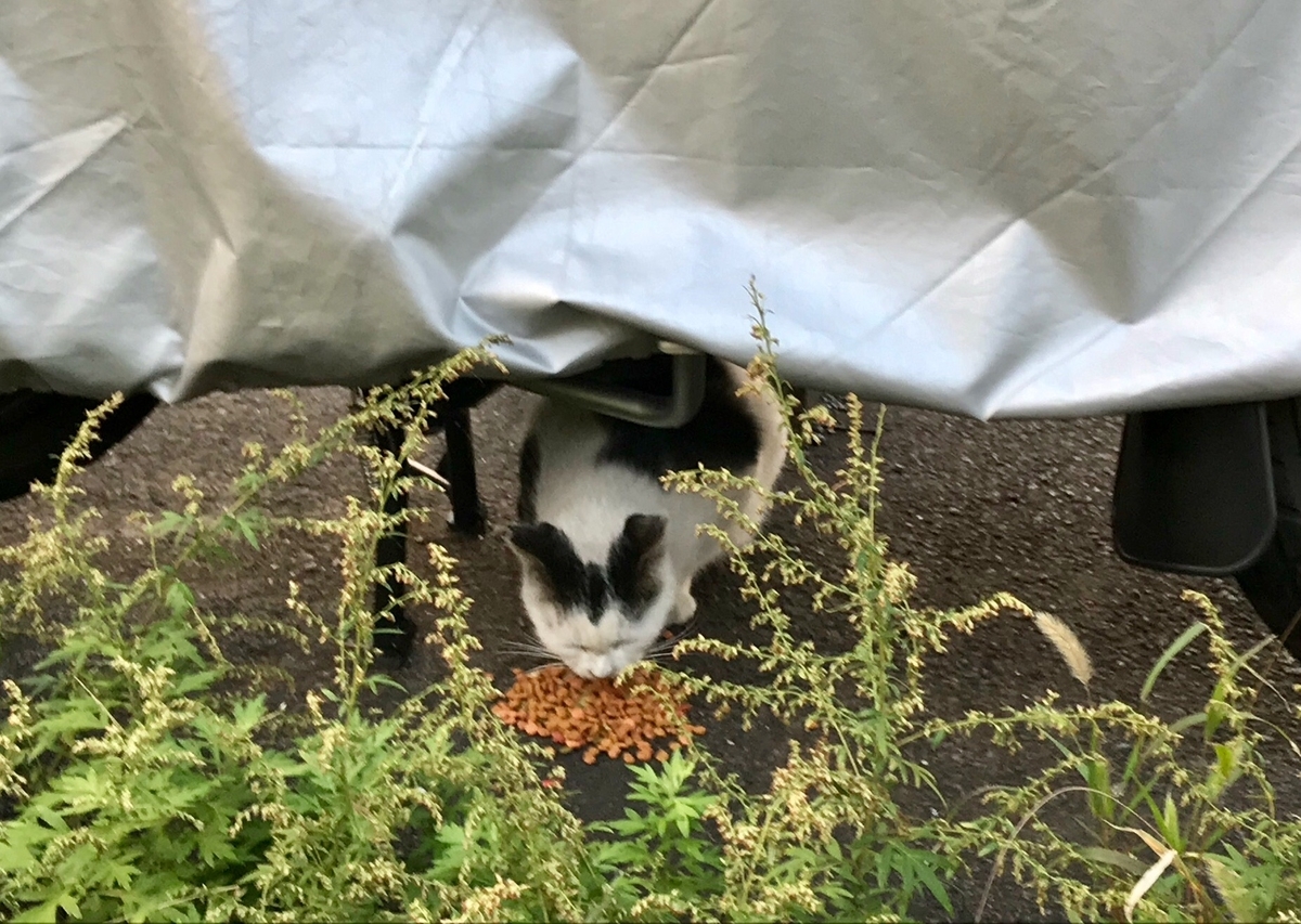 f:id:miemieization:20191110164408j:plain