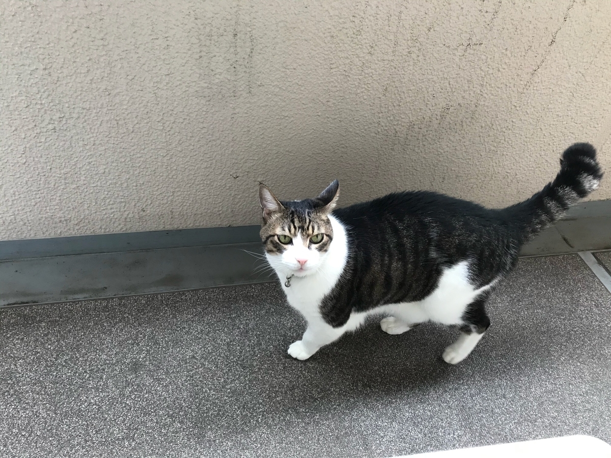f:id:miemieization:20191113044251j:plain