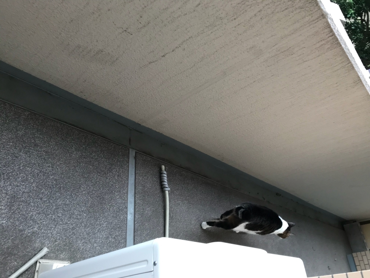 f:id:miemieization:20191113044340j:plain