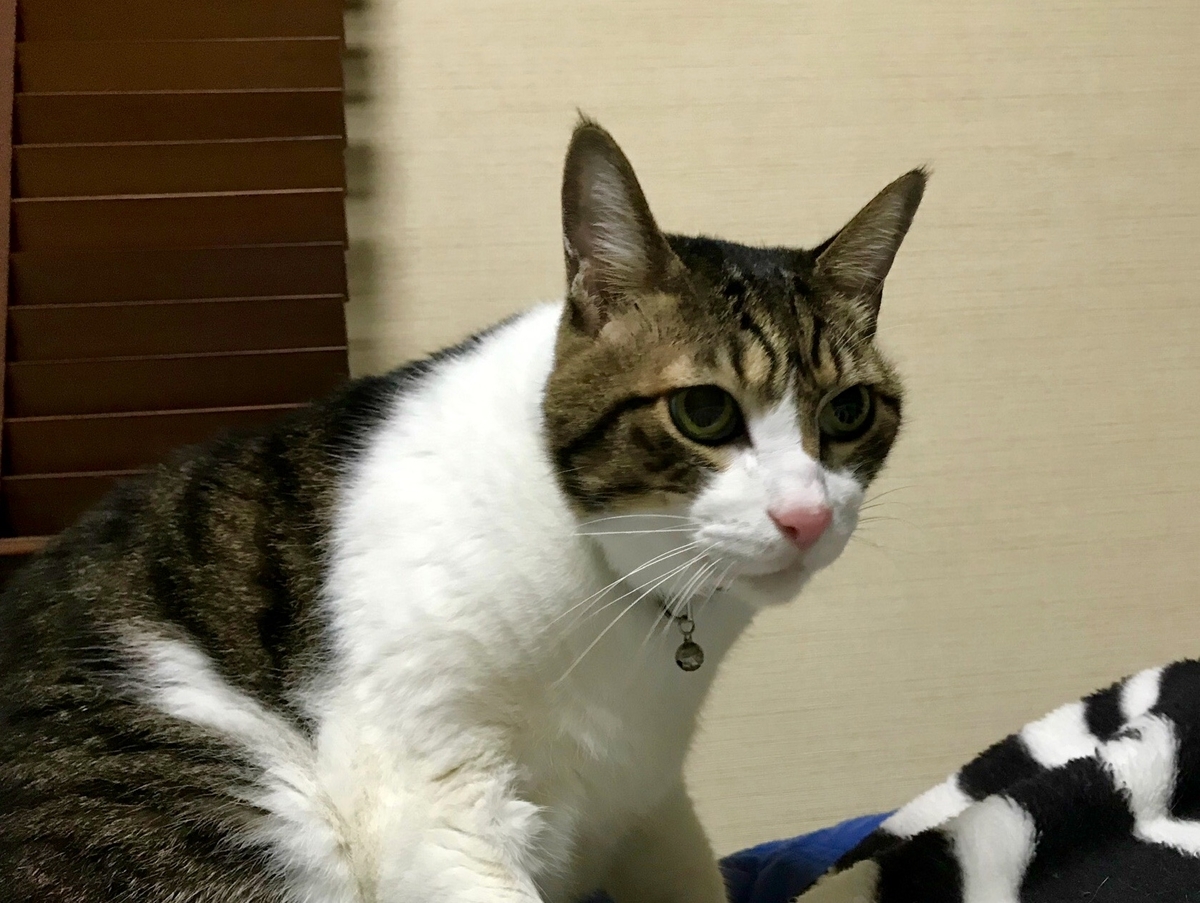f:id:miemieization:20191122202022j:plain