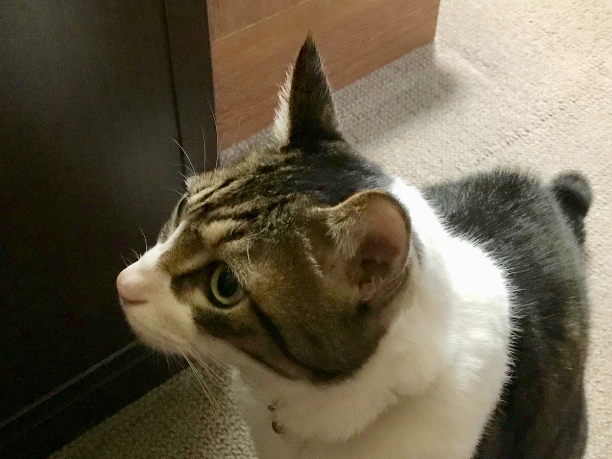 f:id:miemieization:20191123204014j:plain