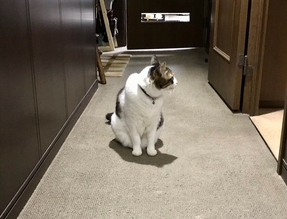 f:id:miemieization:20191124130806j:plain