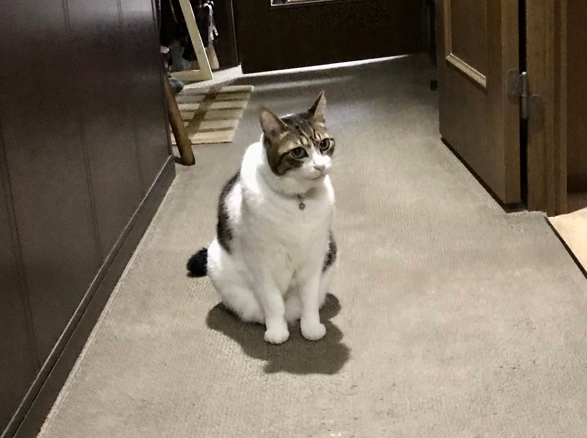 f:id:miemieization:20191124130857j:plain