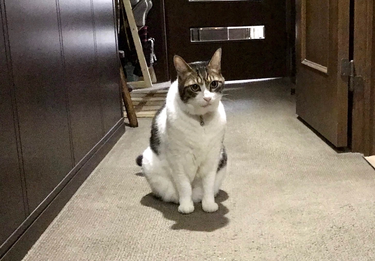 f:id:miemieization:20191124130935j:plain