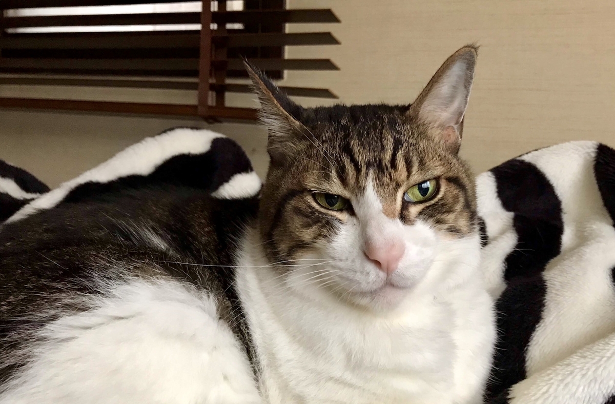 f:id:miemieization:20191125065708j:plain