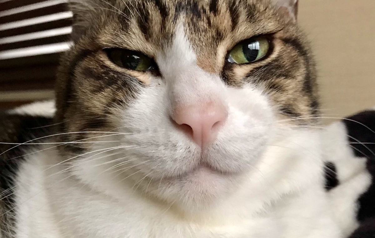 f:id:miemieization:20191125065747j:plain