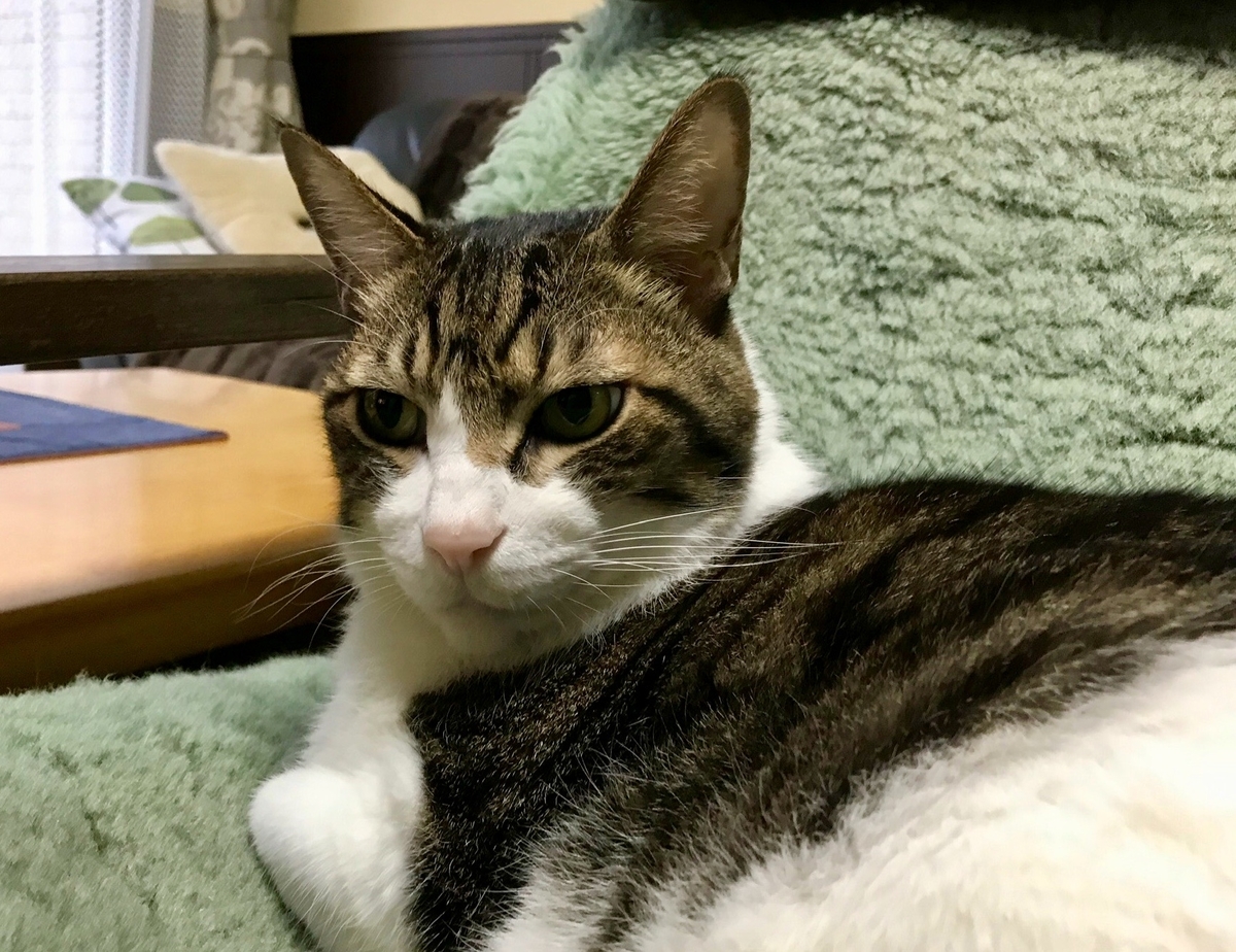 f:id:miemieization:20191206201708j:plain