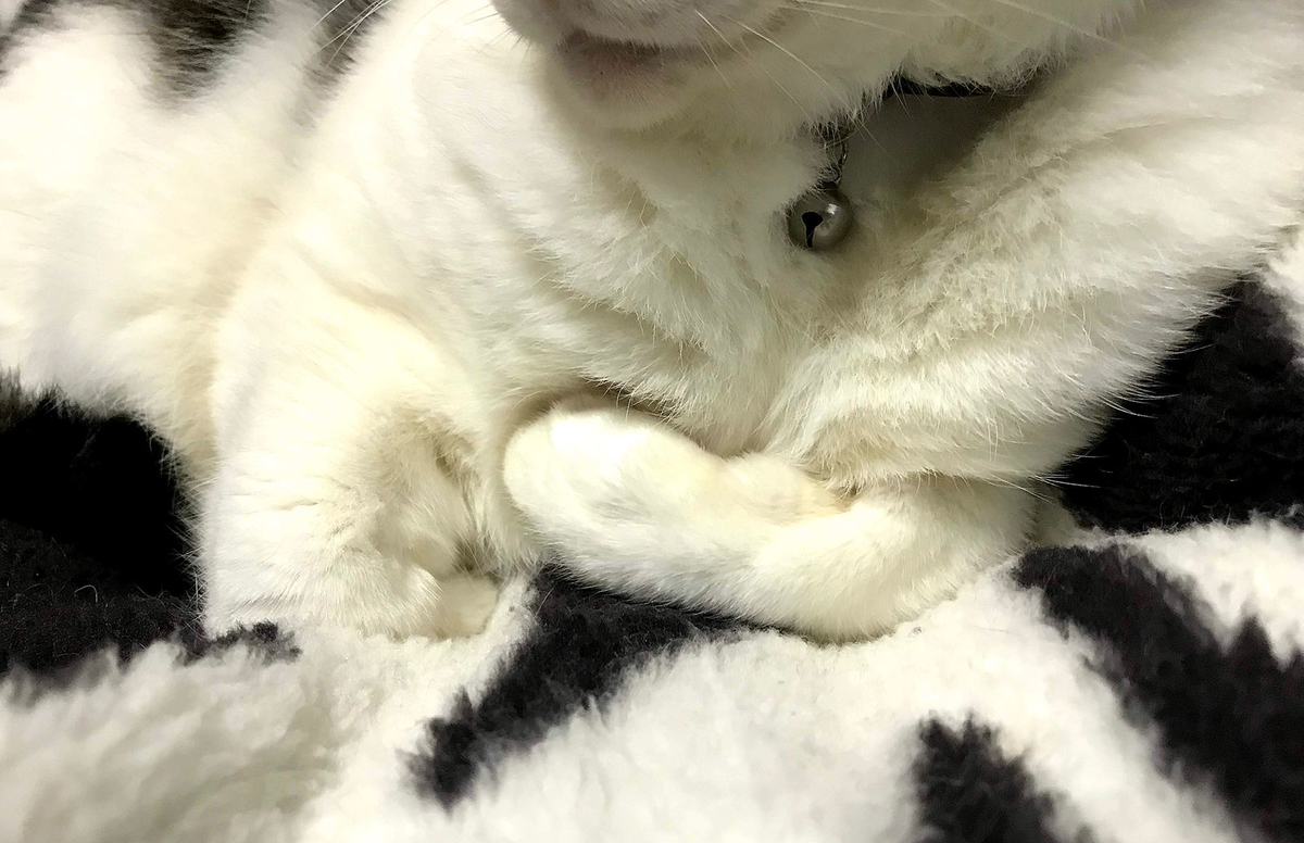 f:id:miemieization:20191213190342j:plain