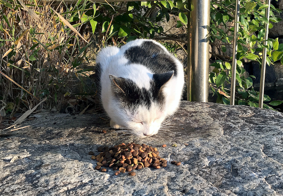 f:id:miemieization:20191214180843j:plain