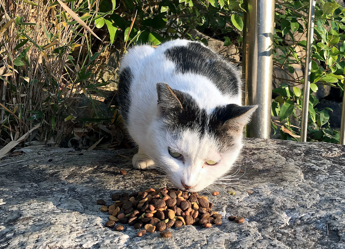f:id:miemieization:20191214180921j:plain
