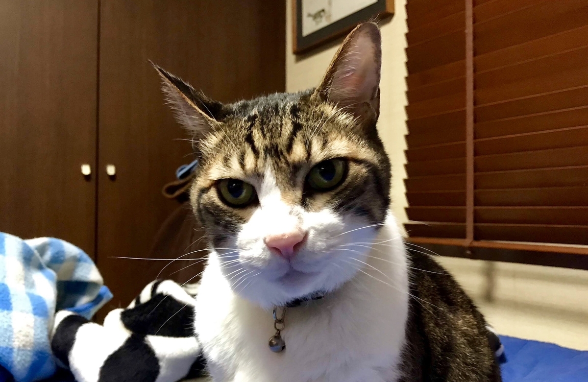 f:id:miemieization:20191216080034j:plain