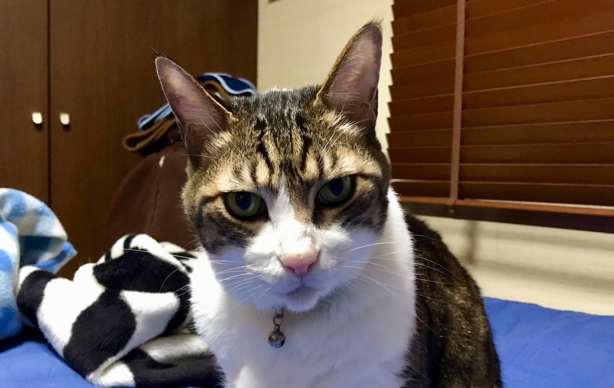 f:id:miemieization:20191216080218j:plain
