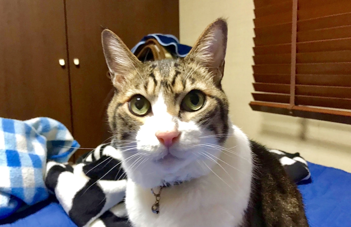f:id:miemieization:20191216080308j:plain