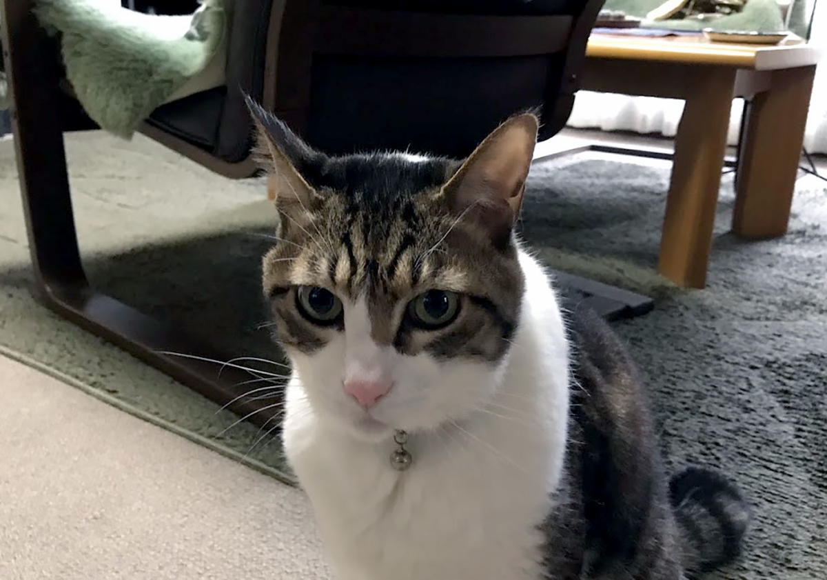 f:id:miemieization:20191230215110j:plain
