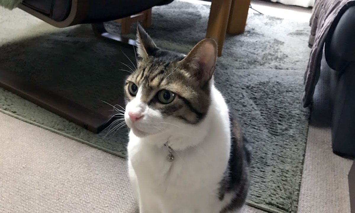 f:id:miemieization:20191230215223j:plain