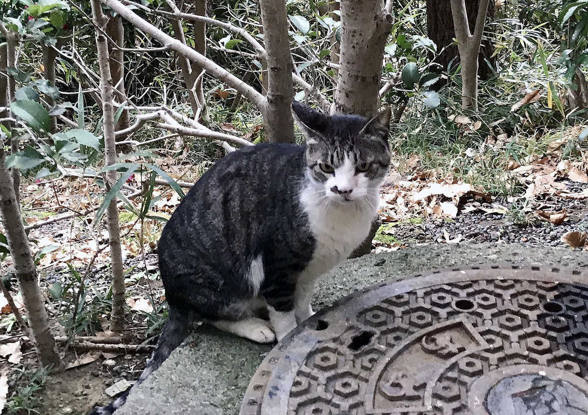 f:id:miemieization:20191231203157j:plain